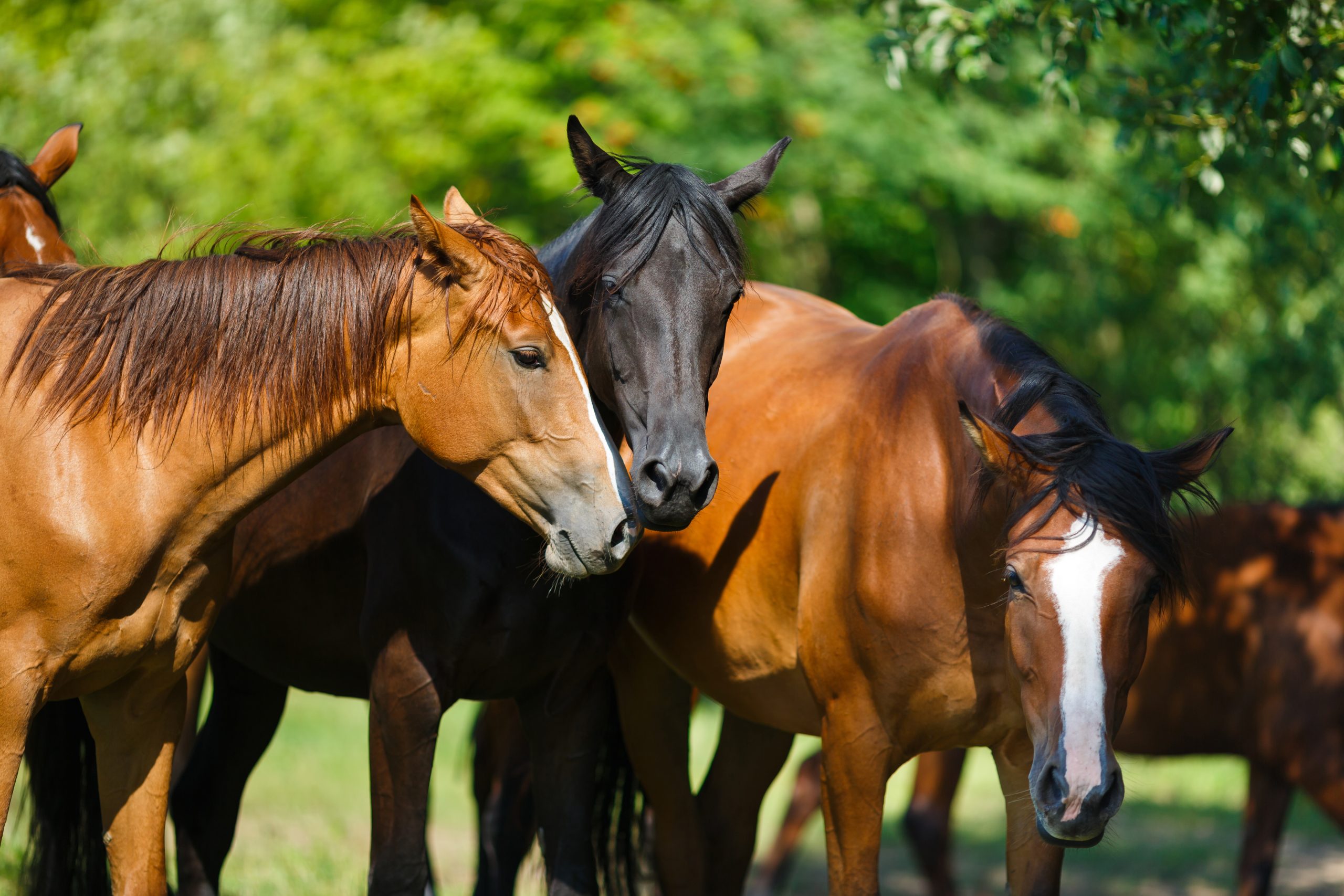 Assessment and Training for Equestrian Canada’s Equine Care Program ...